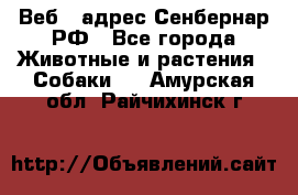 Веб – адрес Сенбернар.РФ - Все города Животные и растения » Собаки   . Амурская обл.,Райчихинск г.